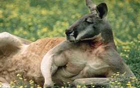 Kangaroo rest, lawn, Australia HD wallpaper