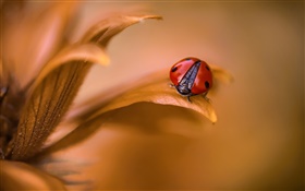 Ladybug, leaves, bokeh, macro HD wallpaper