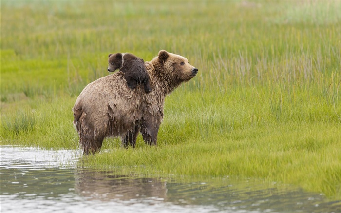 Lake Clark National Park, Alaska, bears, water, meadow Wallpapers Pictures Photos Images