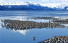 Lake birds HD wallpaper