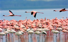 Lake, flamingo, birds flying
