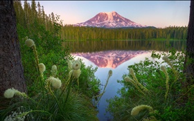 Lake, mountain, grass, trees, reflection, dawn