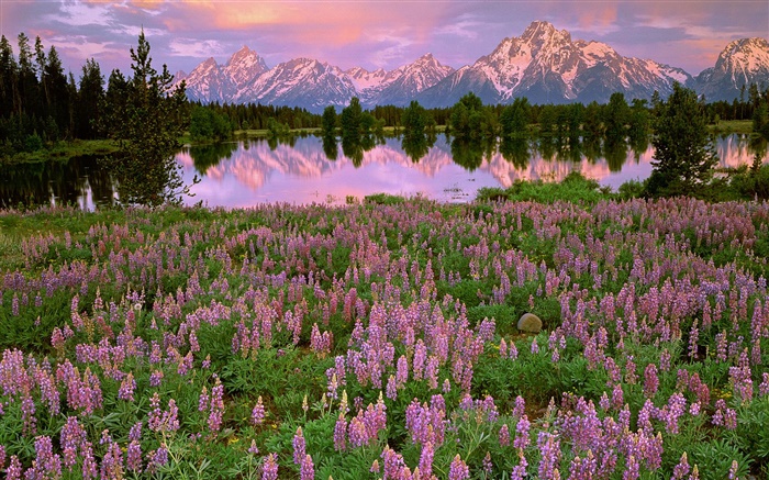 Lake, mountain, pink hyacinth flowers Wallpapers Pictures Photos Images
