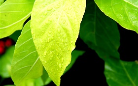 Light green leaves, water drops HD wallpaper