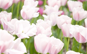 Light pink tulip flowers HD wallpaper