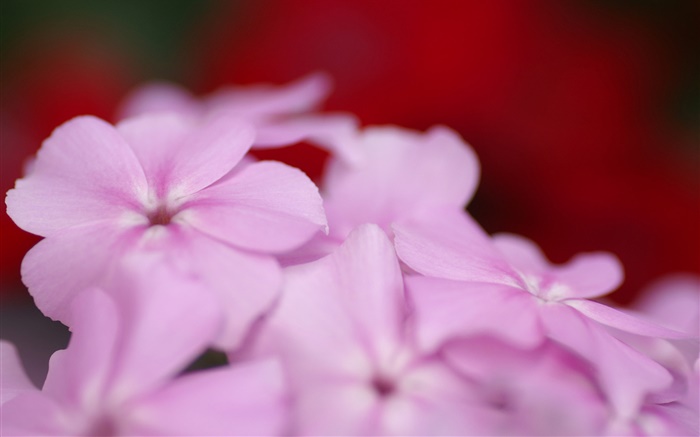 Light purple flowers petals Wallpapers Pictures Photos Images