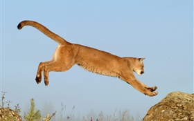 Lioness jumping HD wallpaper