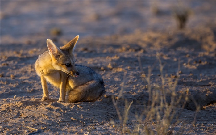 Little fox, sunset, light Wallpapers Pictures Photos Images