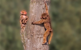 Little monkeys, stump HD wallpaper