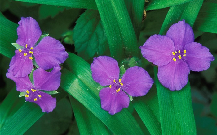 Little purple flowers, three or four petals, green leaves Wallpapers Pictures Photos Images
