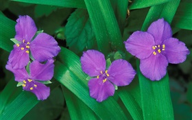 Little purple flowers, three or four petals, green leaves HD wallpaper