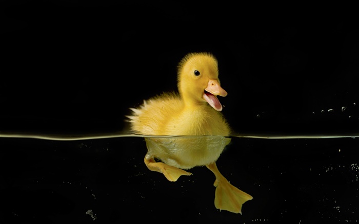 Little yellow duck in water Wallpapers Pictures Photos Images