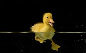 Little yellow duck in water HD wallpaper
