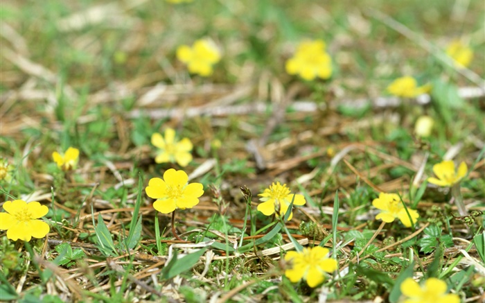 Little yellow wildflowers, ground, grass Wallpapers Pictures Photos Images