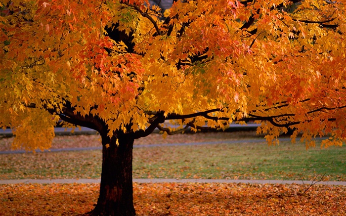 Lonely tree, autumn, yellow leaves Wallpapers Pictures Photos Images