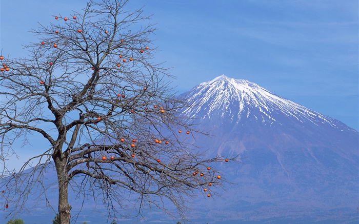 Lonely tree, fruit, Mount Fuji, Japan Wallpapers Pictures Photos Images