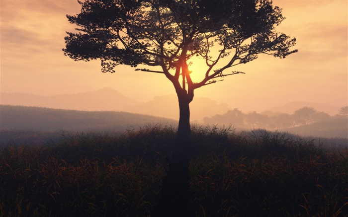 Lonely tree, sunrise, grass, dawn, fog Wallpapers Pictures Photos Images