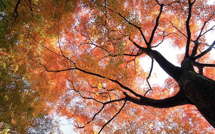 Look up to see, maple tree, yellow and red leaves, autumn Wallpapers Pictures Photos Images