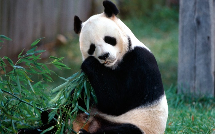 Lovely panda eating bamboo Wallpapers Pictures Photos Images