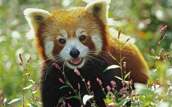 Lovely red panda Wallpapers Pictures Photos Images