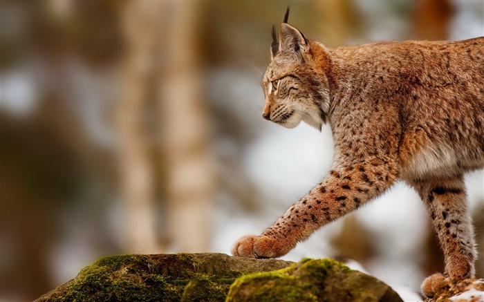 Lynx hunting, predator, stones Wallpapers Pictures Photos Images