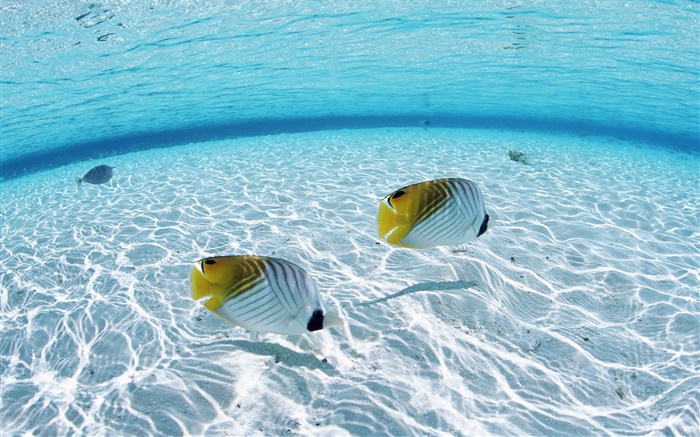 Maldives, tropical clown fish, shallow water areas, sea Wallpapers Pictures Photos Images