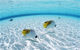 Maldives, tropical clown fish, shallow water areas, sea HD wallpaper