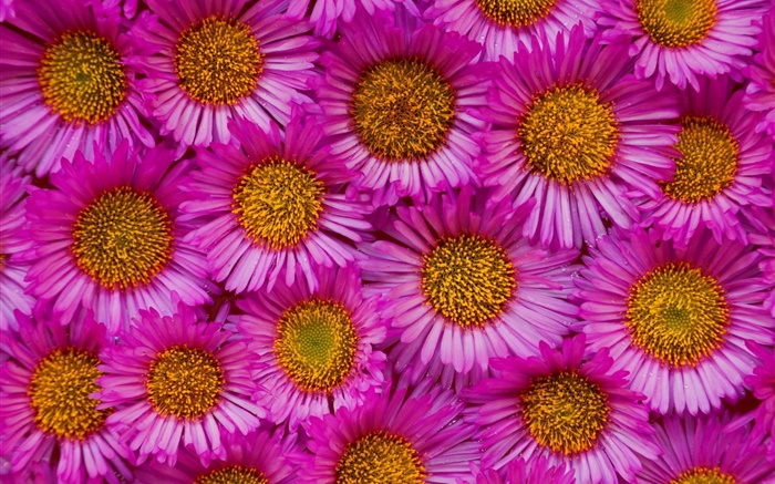 Many pink chamomile flowers Wallpapers Pictures Photos Images
