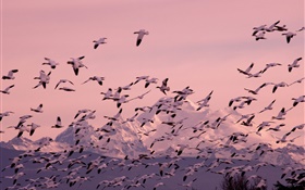 Many seagull flying HD wallpaper