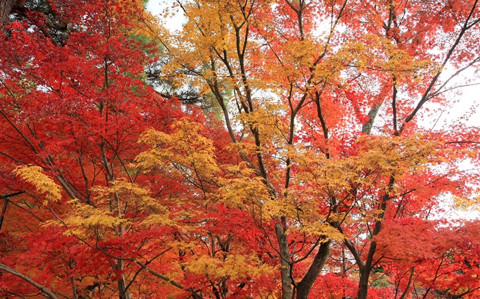 Maple forest, trees, red color leaves, autumn Wallpapers Pictures Photos Images