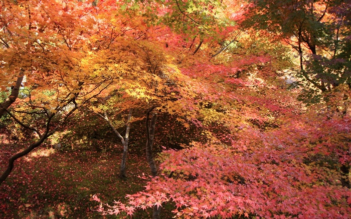 Maple forest, trees, red leaves, autumn Wallpapers Pictures Photos Images