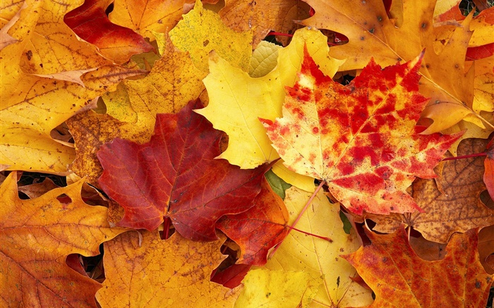 Maple leaves, red and yellow, autumn Wallpapers Pictures Photos Images