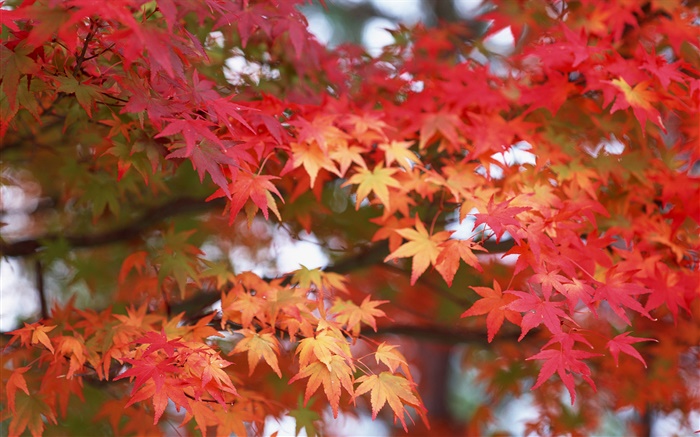 Maple leaves, red color, autumn Wallpapers Pictures Photos Images
