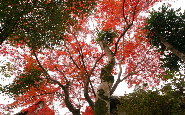 Maple tree look up, red leaves, autumn, house Wallpapers Pictures Photos Images