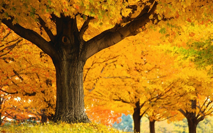 Maple trees, yellow leaves, ground, autumn Wallpapers Pictures Photos Images