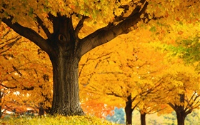Maple trees, yellow leaves, ground, autumn HD wallpaper