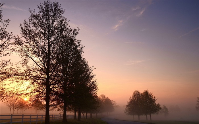 Morning, fog, trees, road, sunrise Wallpapers Pictures Photos Images