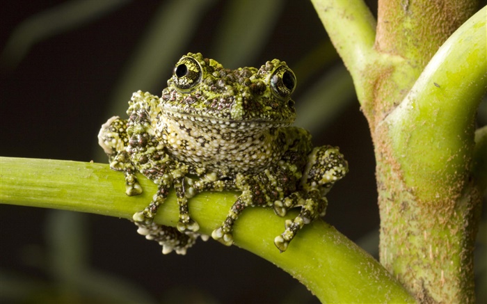 Moss Frog, native to northern Vietnam Wallpapers Pictures Photos Images