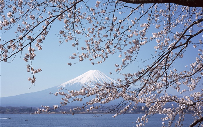 Mount Fuji, Japan, cherry flowers, sea, boat Wallpapers Pictures Photos Images
