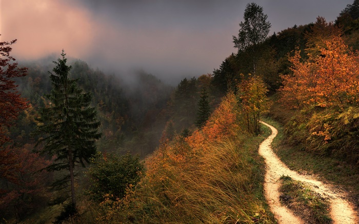 Mountain, fog, trees, footpath, autumn Wallpapers Pictures Photos Images