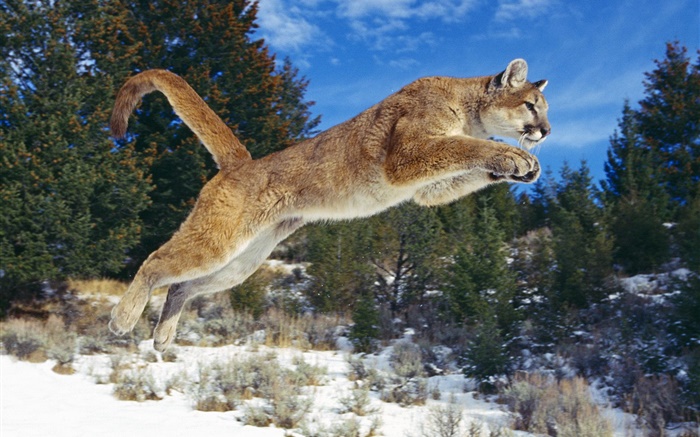 Mountain lion jumping, winter, snow Wallpapers Pictures Photos Images