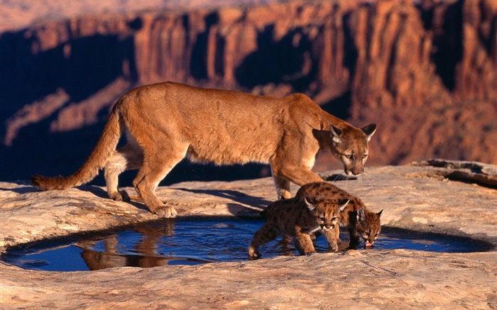 Mountain lion, mother and cubs Wallpapers Pictures Photos Images
