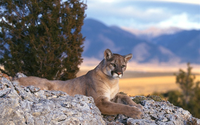 Mountain lion rest Wallpapers Pictures Photos Images
