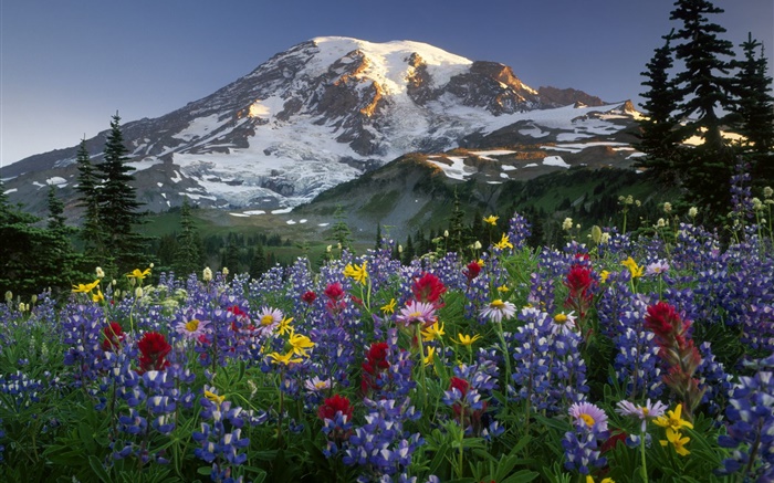 Mountains, wildflowers Wallpapers Pictures Photos Images