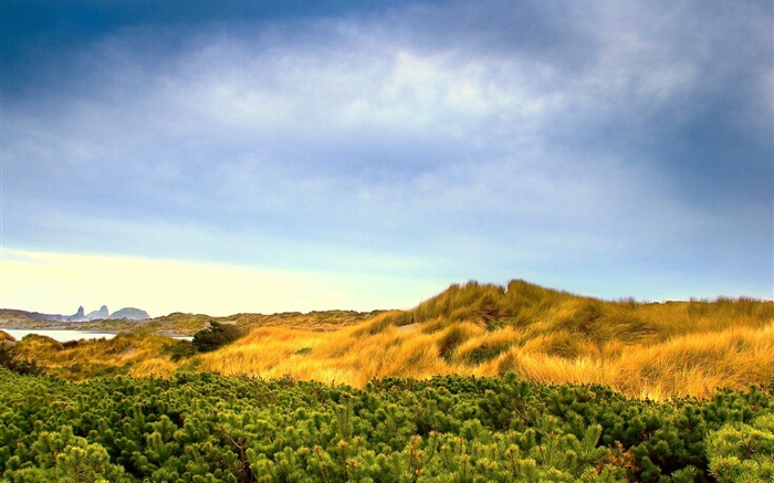 Nature landscape, grass, blue sky, clouds Wallpapers Pictures Photos Images