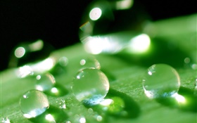 Nature leaf macro close-up, dew, green