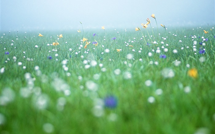Nature scenery, grass, wildflowers Wallpapers Pictures Photos Images