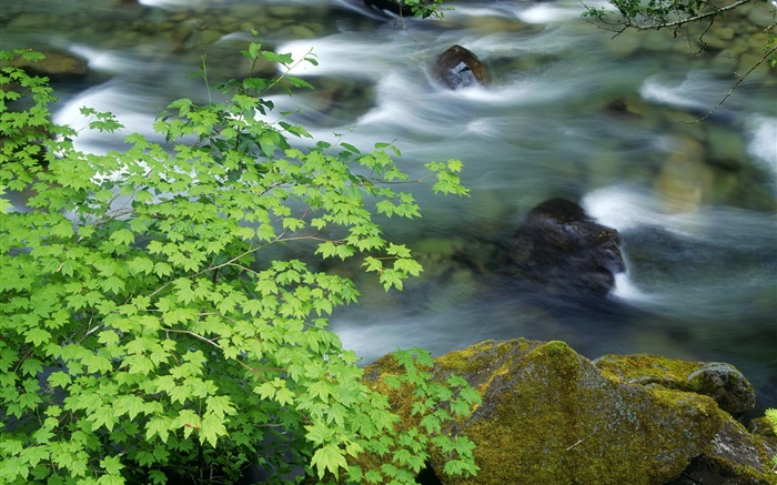 Nature scenery, plants, leaves, stream, creek, stones Wallpapers Pictures Photos Images