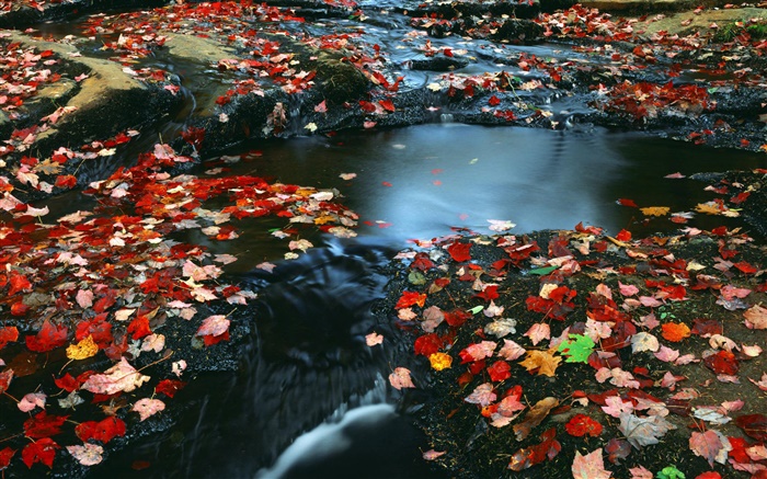 Nature scenery, red leaves, creek, autumn Wallpapers Pictures Photos Images