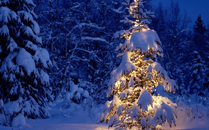 Night, trees, lights, thick snow, Christmas Wallpapers Pictures Photos Images